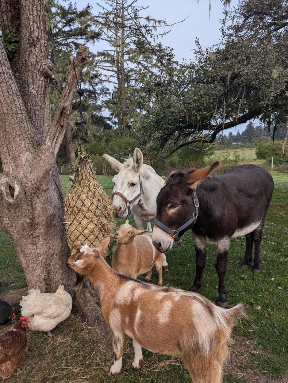Woodside Farm Country Inn Sooke Ngoại thất bức ảnh